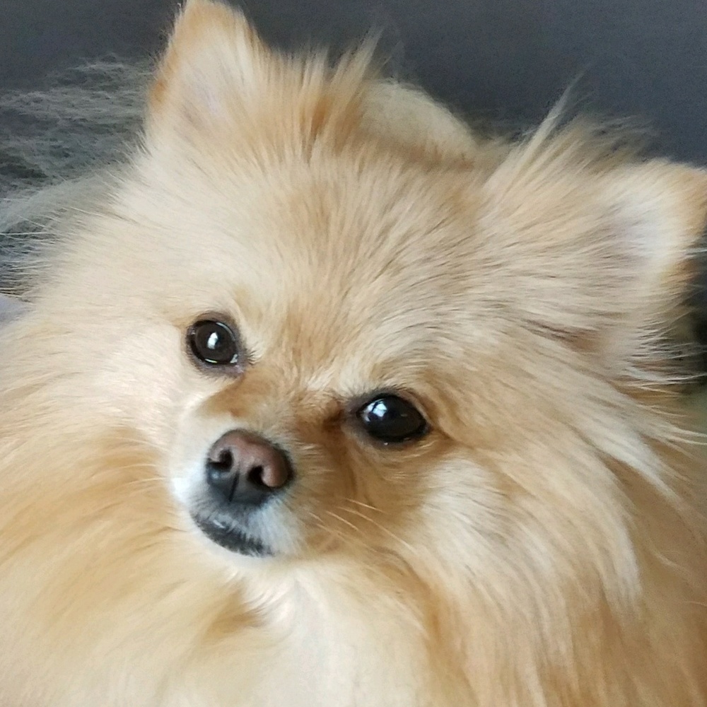 Meet your Posher, Amy